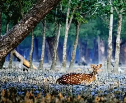 1 day Sundarban Tour