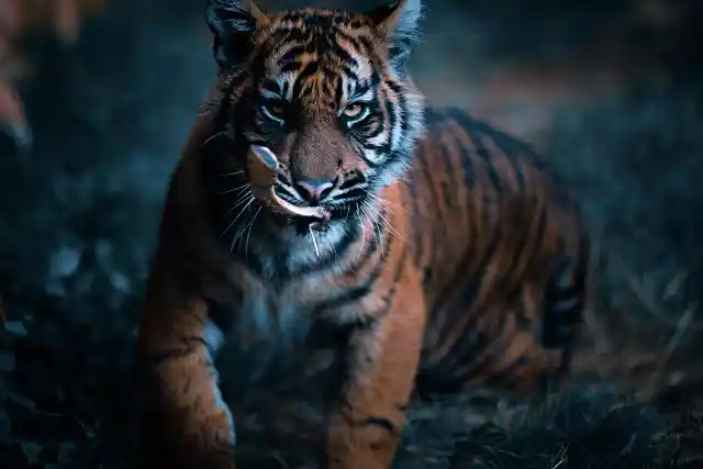 royal-bengal-tiger-sundarban (1)