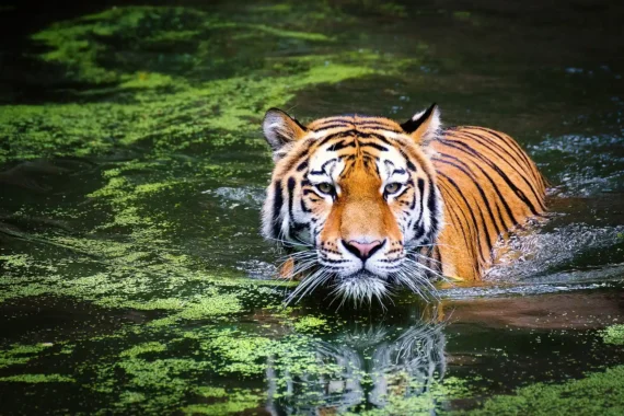 Sundarban Tiger