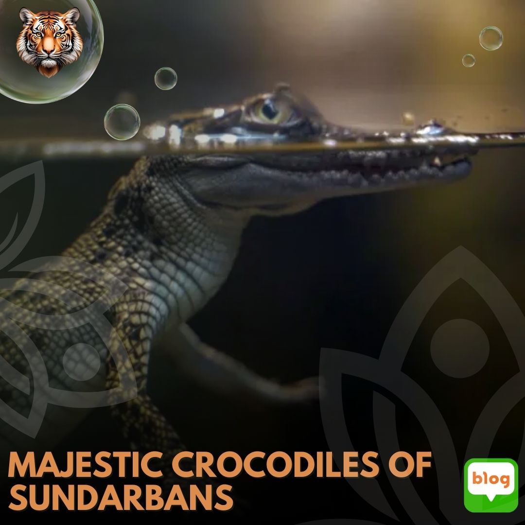 Majestic Crocodiles of Sundarbans